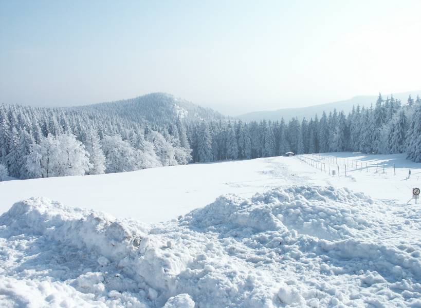 Lipoe Thürinegr wald